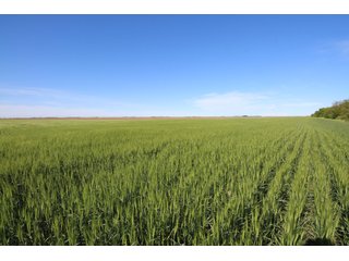 Tract 3 - Edwards County, KS farmland - LAND AUCTION - 647+/- ACRES OFFERED IN 4 TRACTS IN RENO & EDWARDS COUNTY, KANSAS